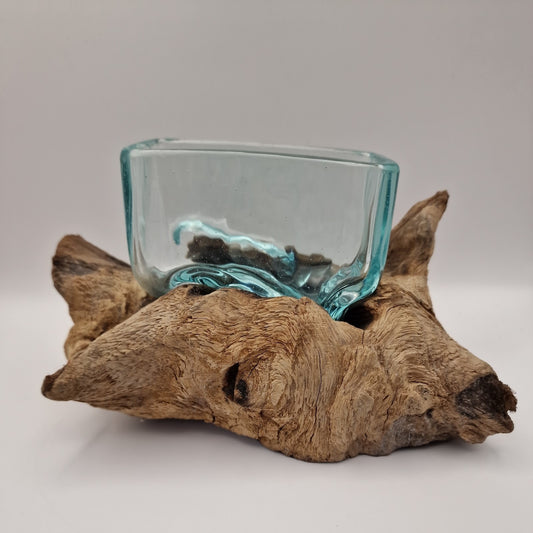 Moulton dish On driftwood Root