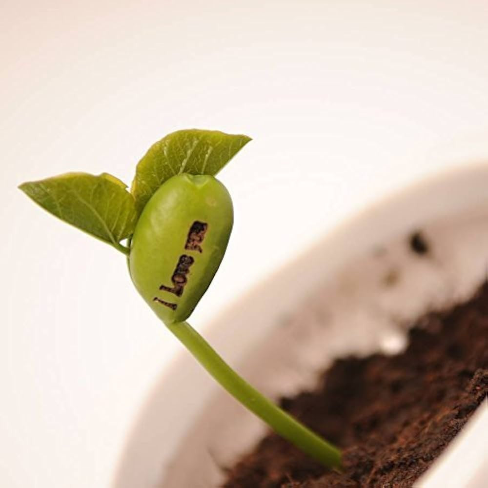 I Love You Message Bean Complete Grow Set